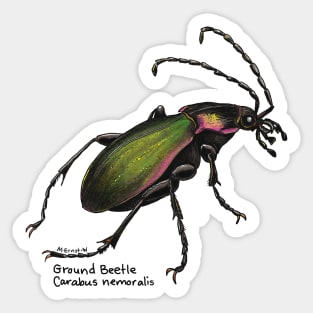 Beautiful Ground Beetle Sticker